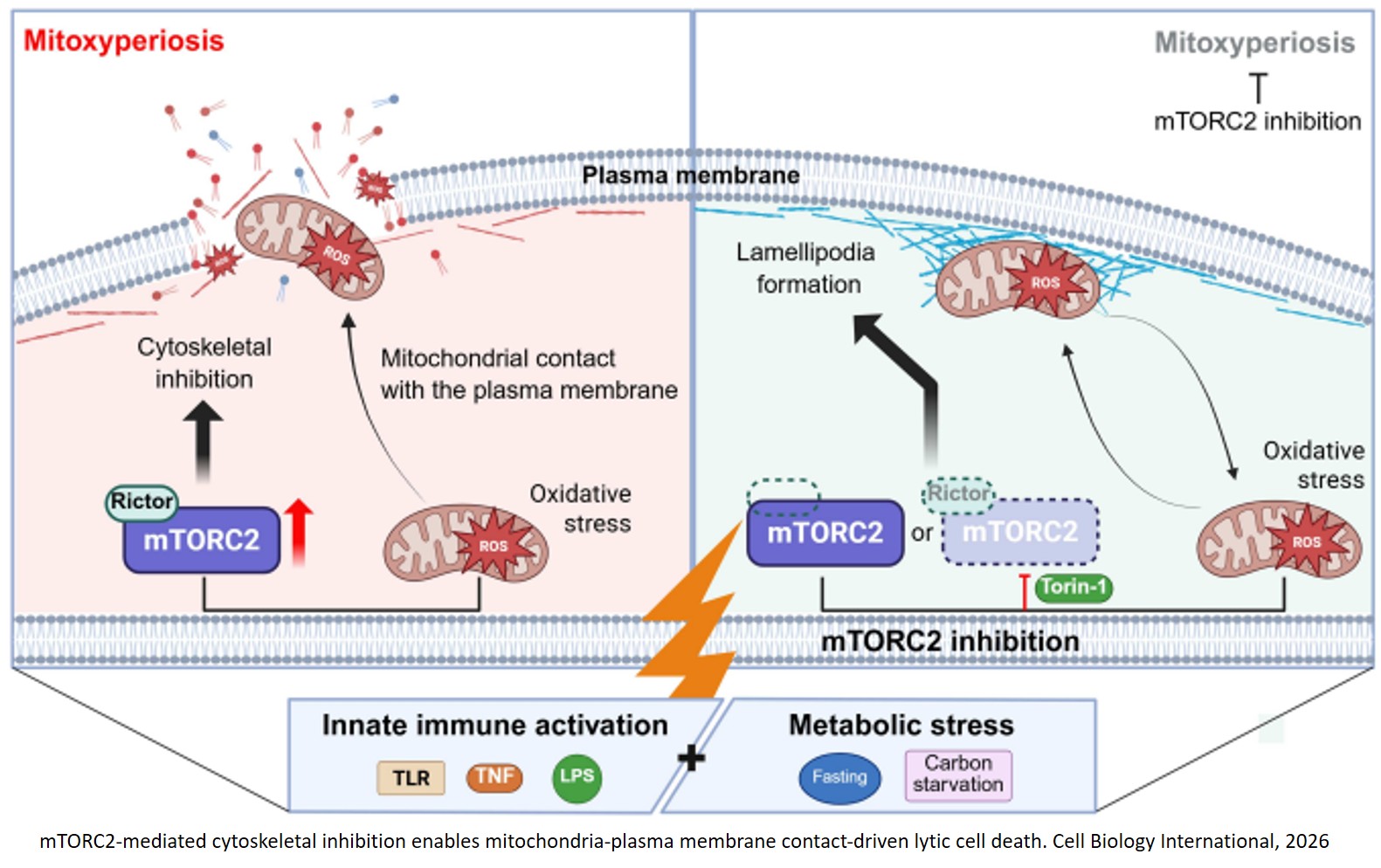 Mitoxyperiosis: A Novel Mitochondria‐Driven Cell Death Mechanism in Immunometabolic Stress