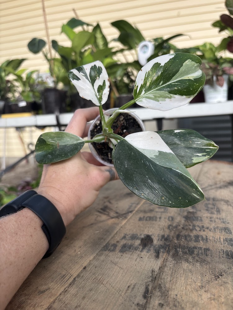 Philodendron white wizard