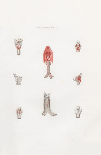 Anatomia Universale Pl24 1833