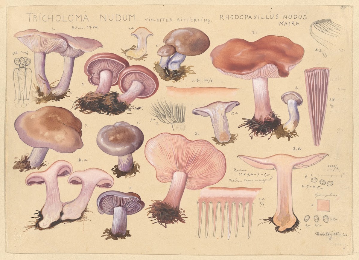 Tricholoma nudum Bull 1789 Rhodopaxillus nudus Maire 1915 1945