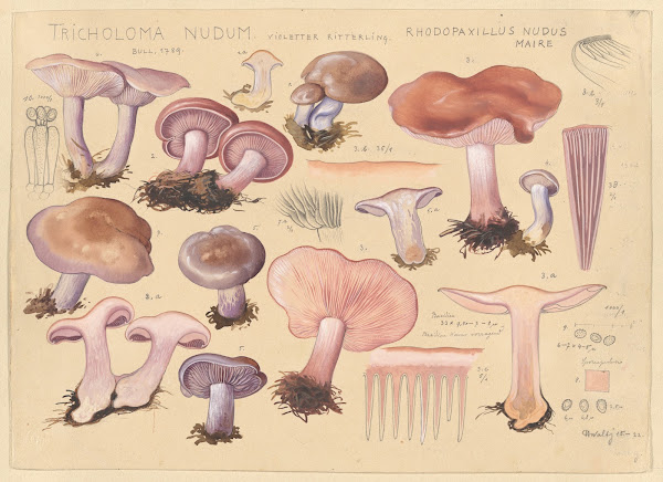 Tricholoma nudum Bull 1789 Rhodopaxillus nudus Maire 1915 1945