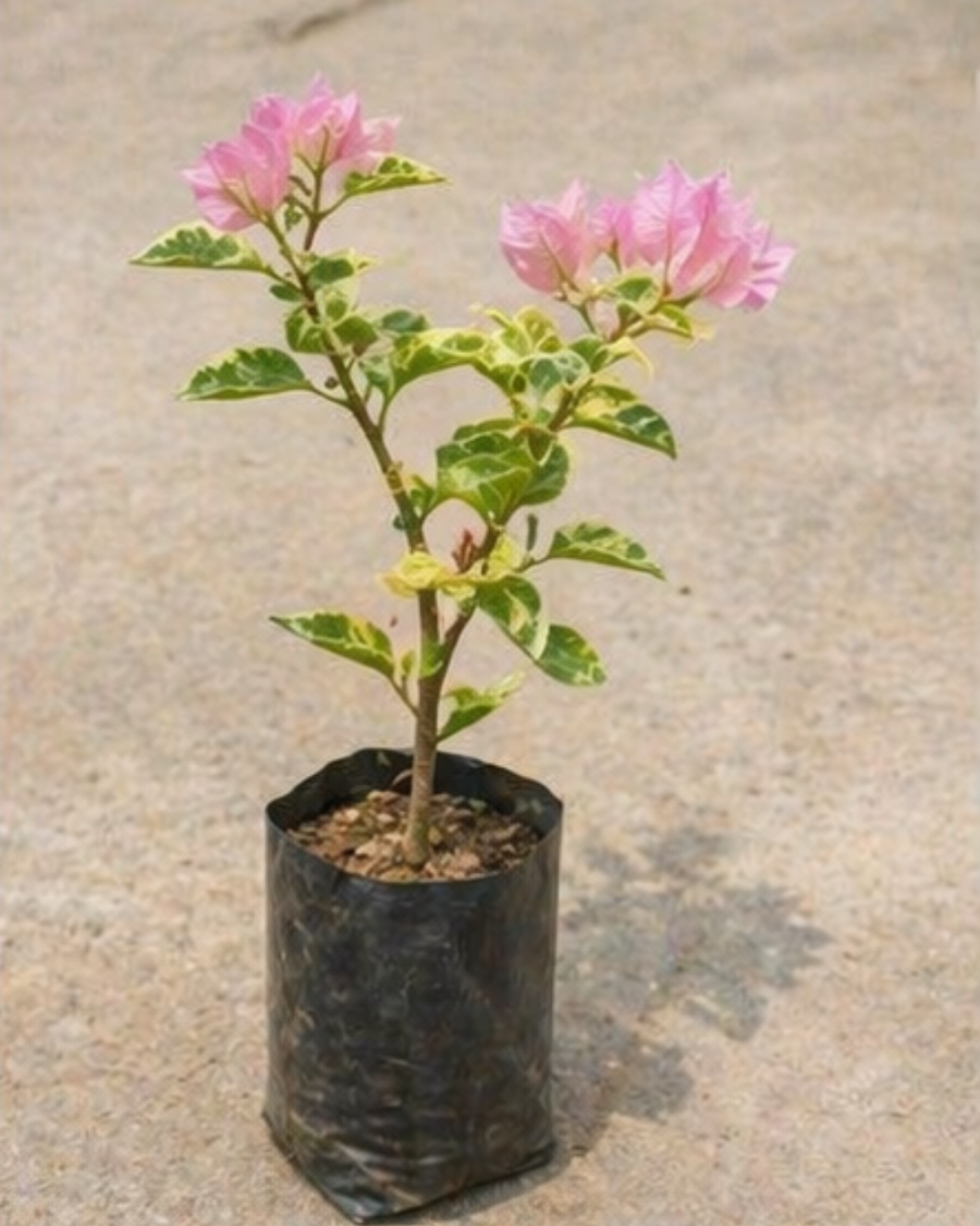 Imported Snow Pink Bougainvillea Plant — view 4