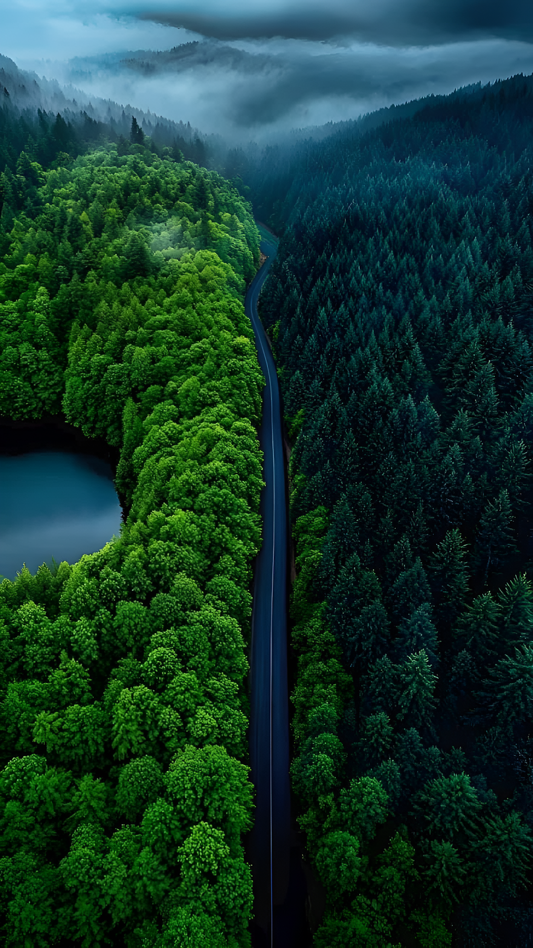 Aerial View Road Dividing Vibrant and Dark Evergreen Forest - Free 4K mobile Wallpaper