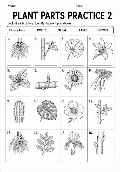 Plant Parts Practice 2