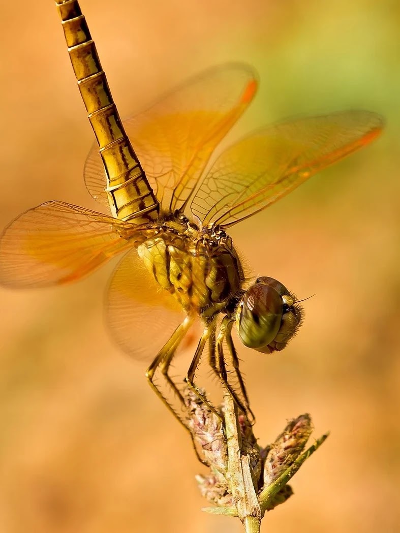 VOO와 QQQ ETF 세부 비용 구조 비교와 투자 영향 분석