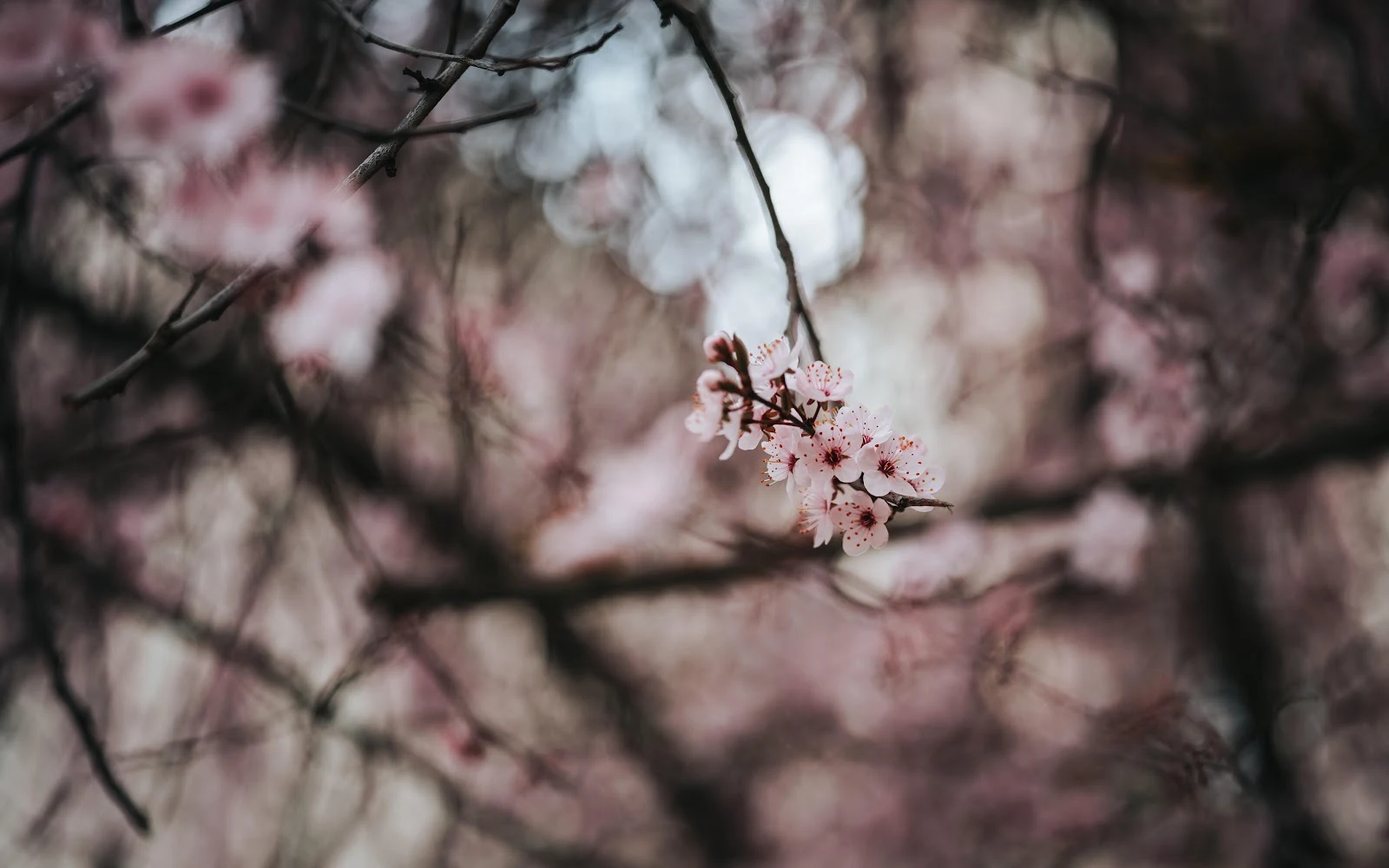 Pink Cherry Blossom Branch - Macro Nature Photography 8K Wallpaper (8255x5160)