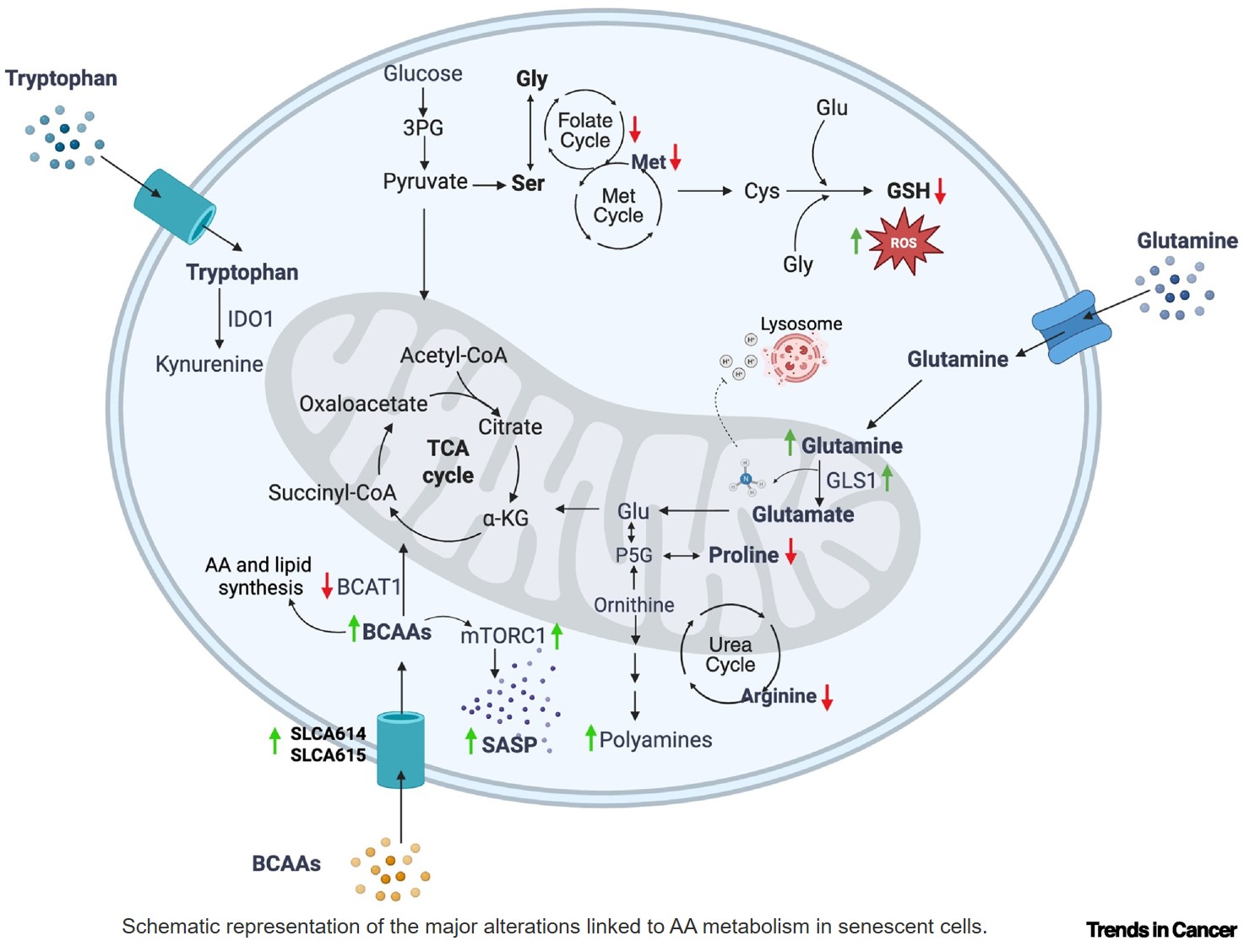 Amino acid metabolism at the senescence– cancer interface