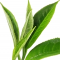 Chinese black tea