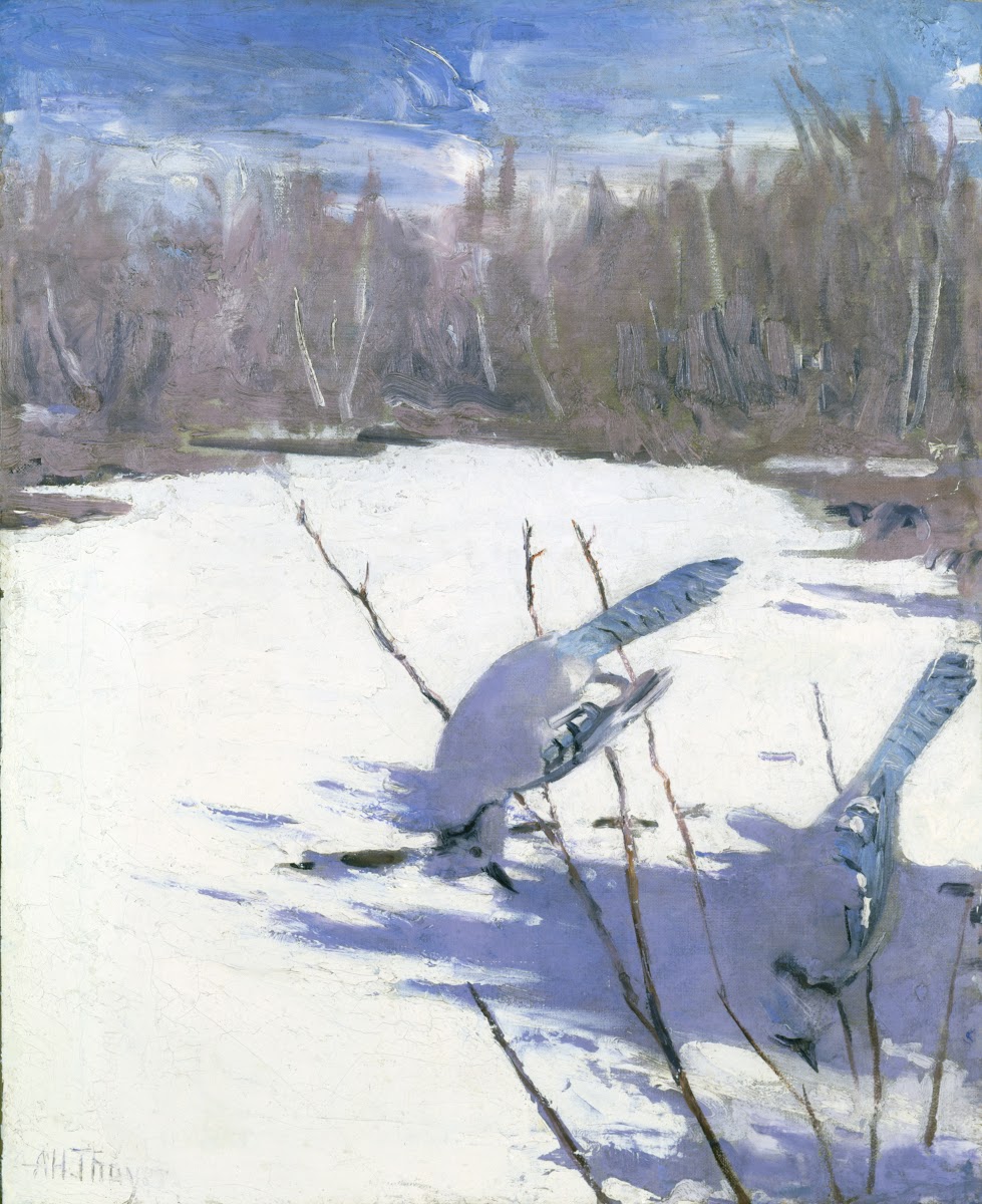 Blue Jays In Winter Study For Book Concealing Coloration In The Animal Kingdom c