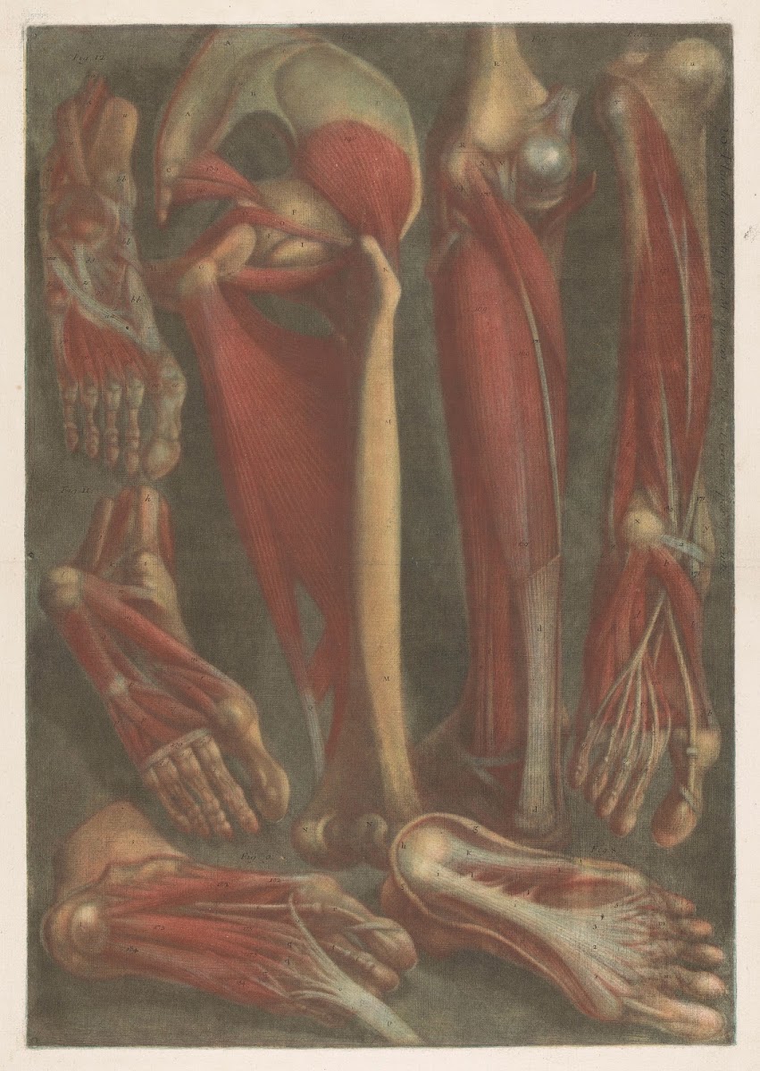 Anatomical muscle models of the shins and feet 1745   1746