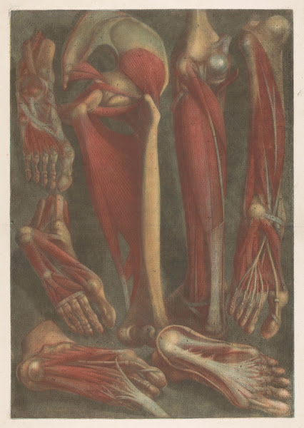 Anatomical muscle models of the shins and feet 1745   1746