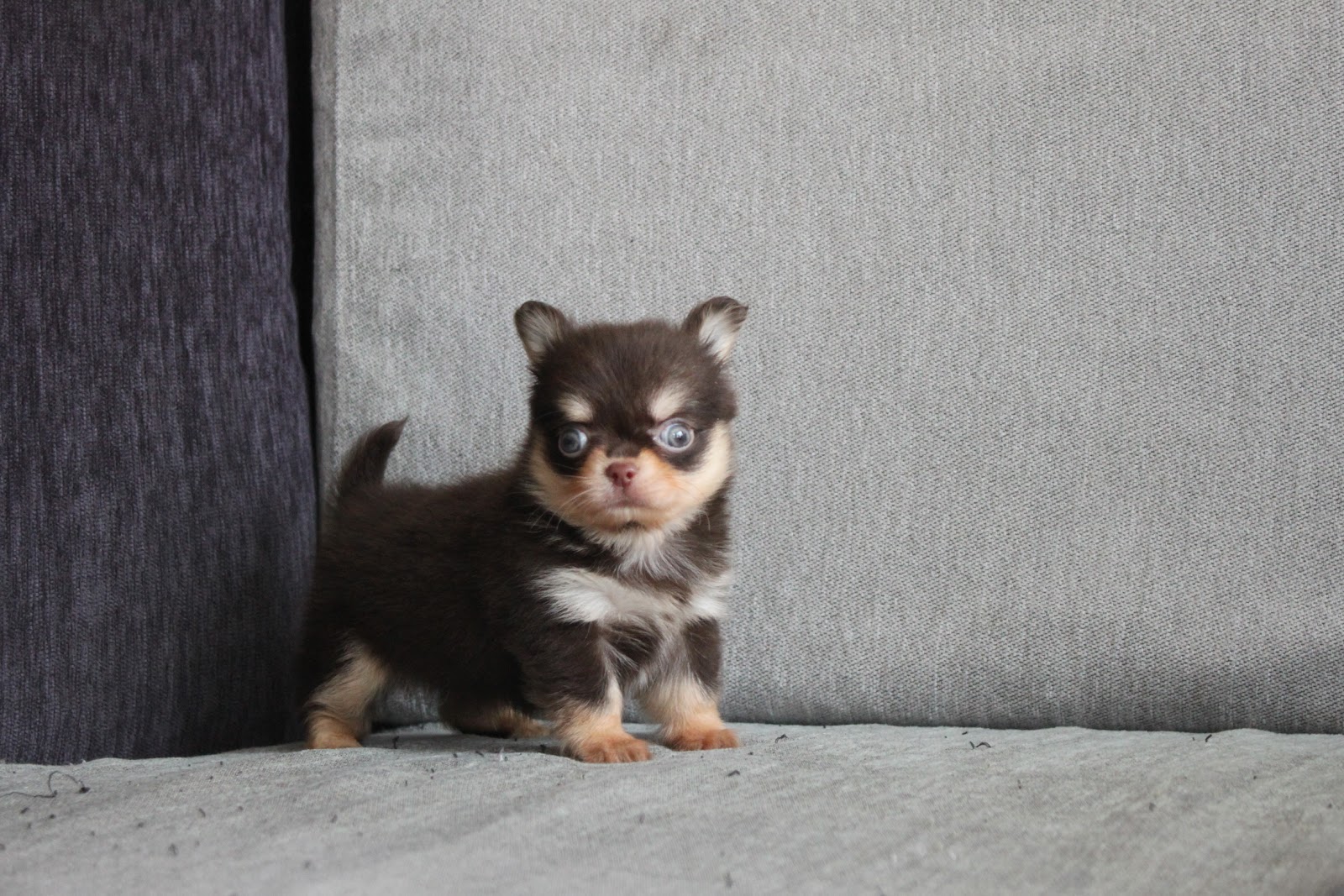 1/22出生 2號高端優質近茶杯長毛吉娃娃巧克力奶油四目弟弟