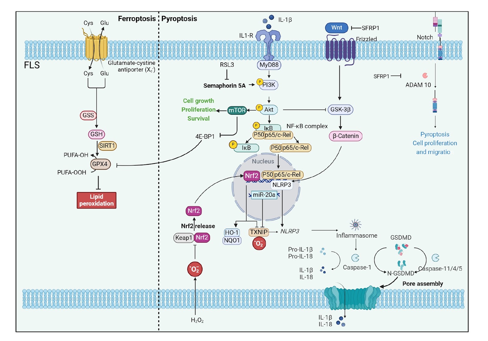 Battling pain from osteoarthritis: causing novel cell death