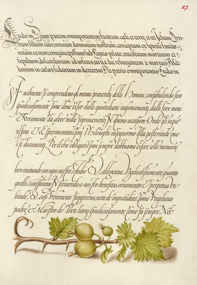 European Currant 15611596