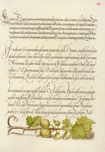 European Currant 15611596