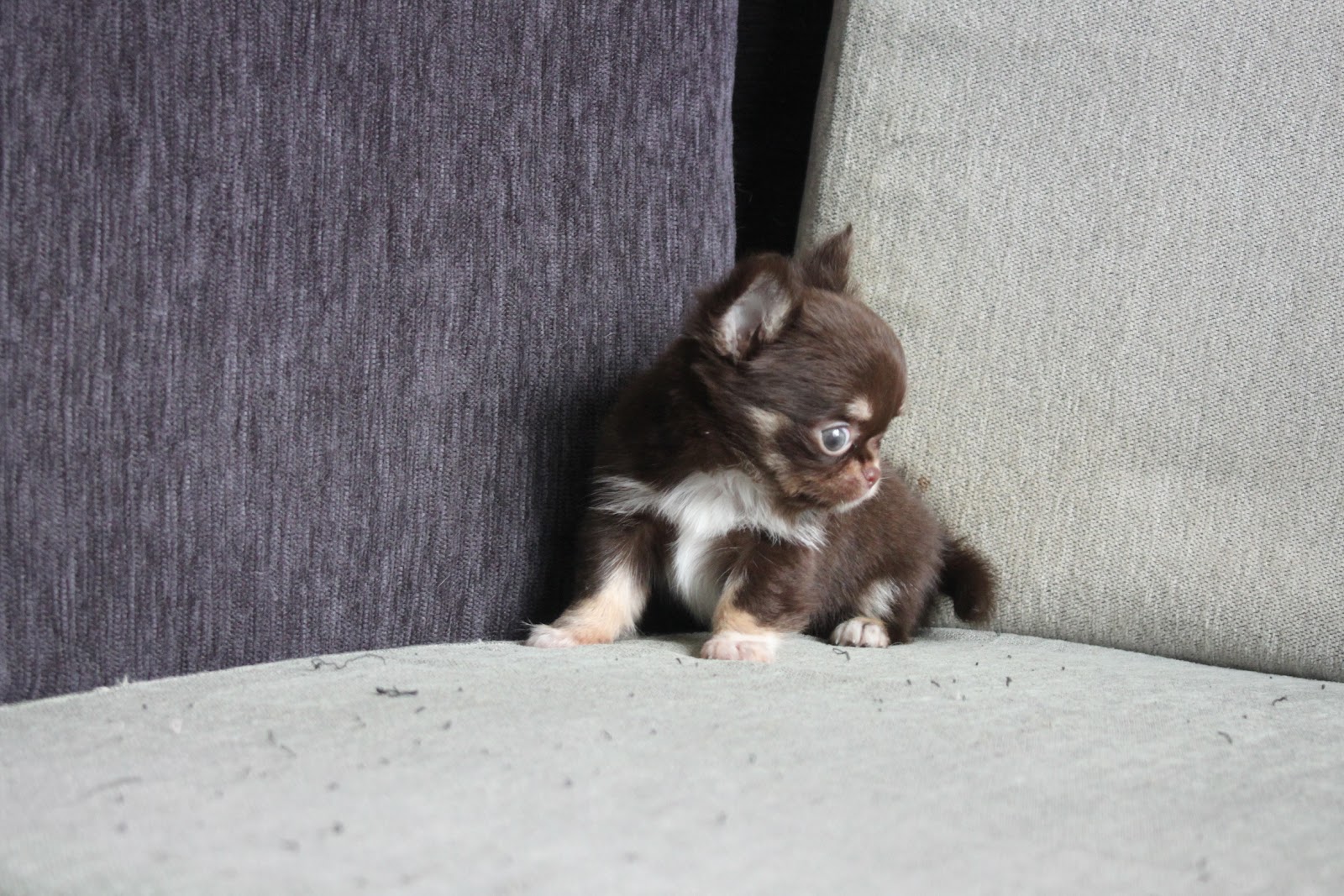 11/1出生 高端優質近茶杯長毛吉娃娃巧克力四目妹妹