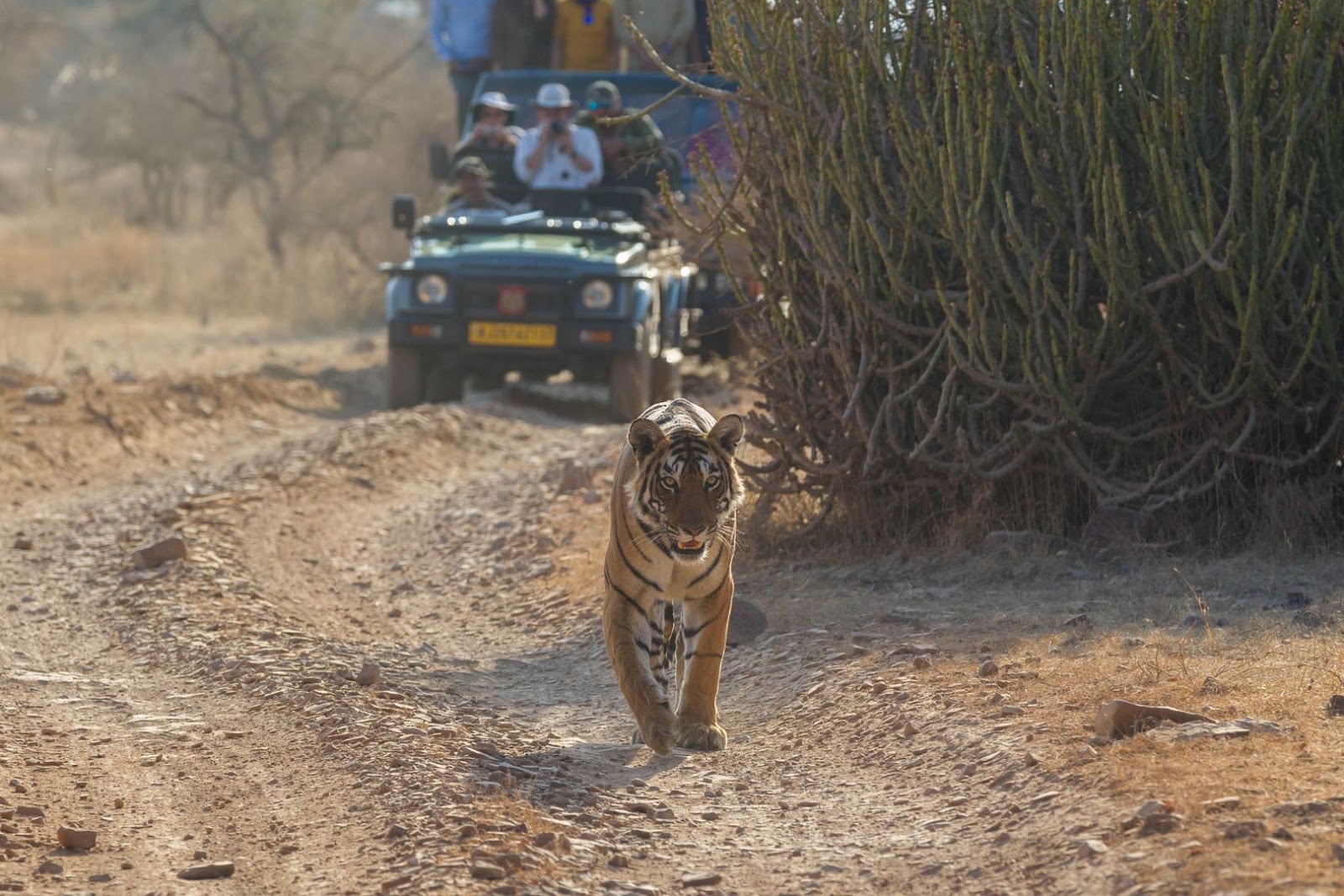 Bengal tiger walking through the natural landscape of Ranthambore National Park in India.