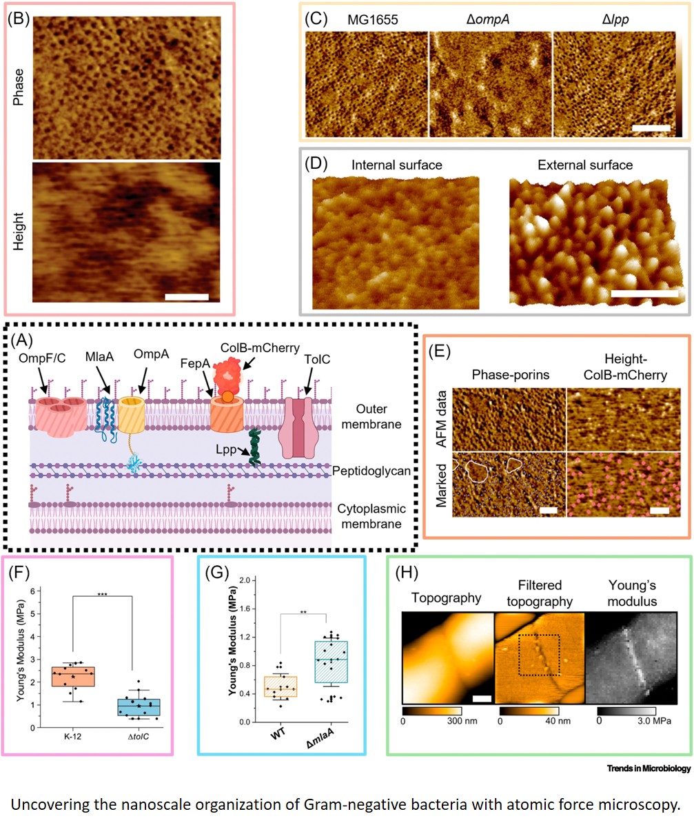 Atomic force microscopy in bacteriology