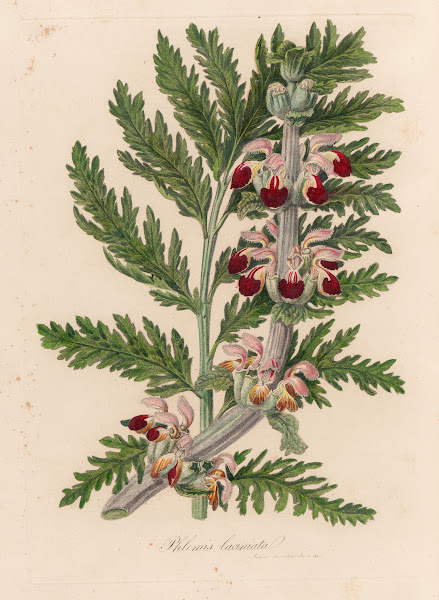 Phlomis laciniata 1818 1824