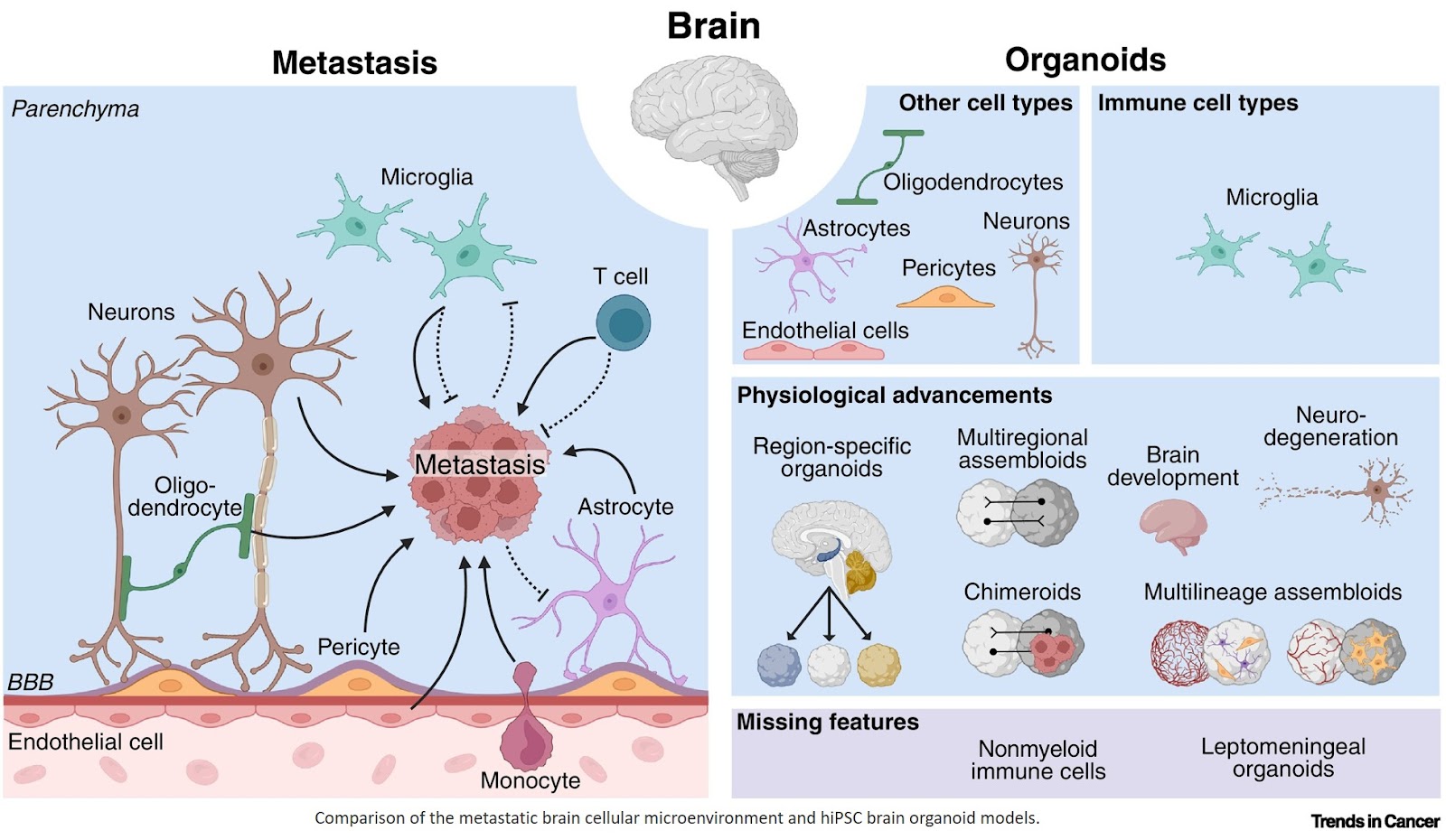 Advancements in organoid models emulating metastatic niches