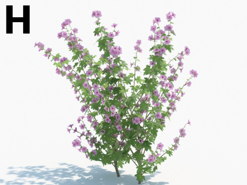 Maxtree - Plant Models Vol.3