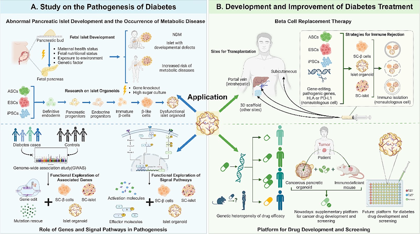 Ameliorating and refining islet organoids to illuminate treatment and pathogenesis of diabetes mellitus