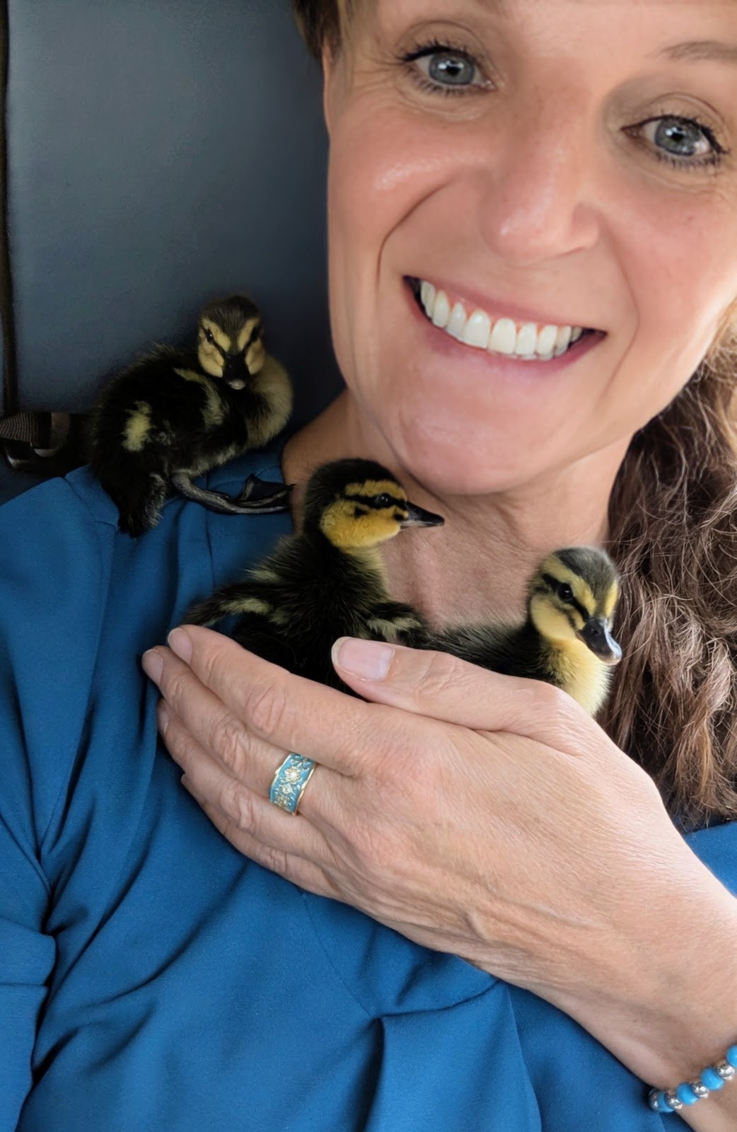 Mallard Duckling