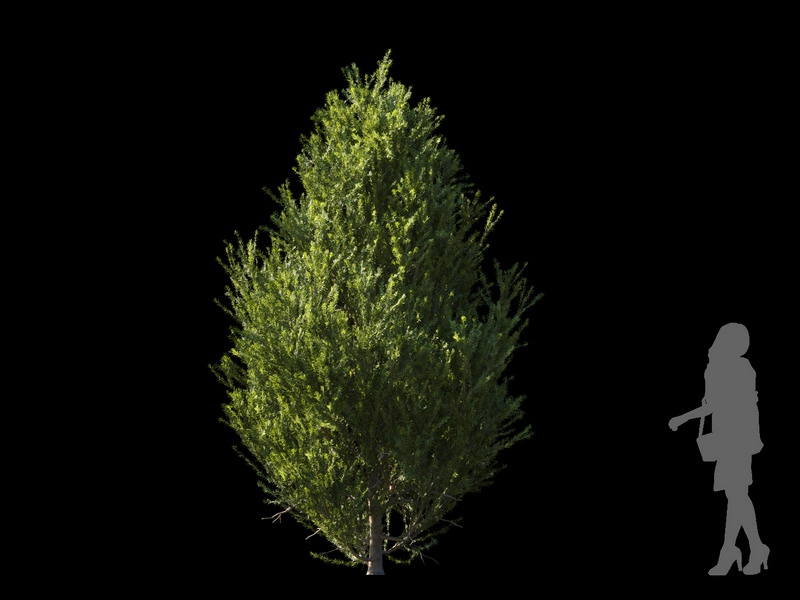 Maxtree - Plant Models Vol.120