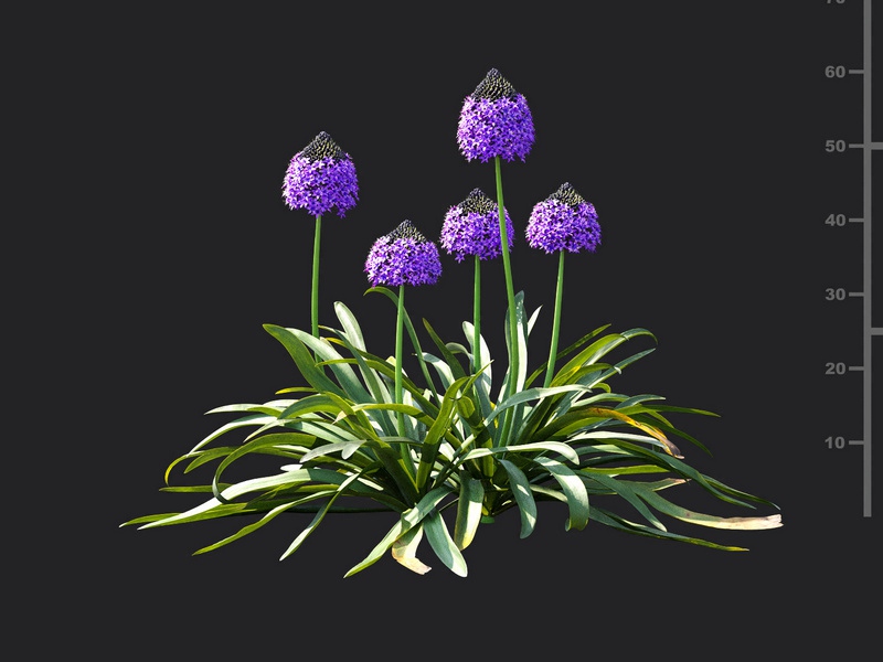 Maxtree - Plant Models Vol.115