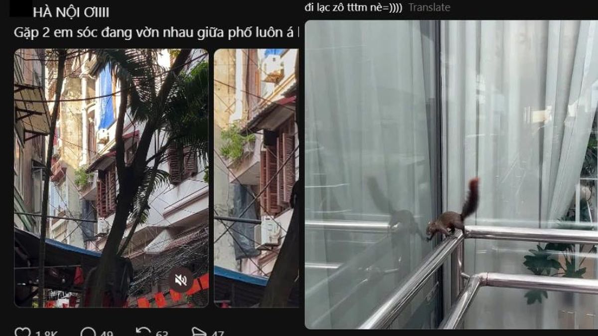 Tại sao người dân Hà Nội liên tục gặp sóc 'chạy rào' Hồ Tây, vờn nhau trên phố cưng xỉu? - Chuyên trang Hoa Học Trò - Báo Tiền Phong