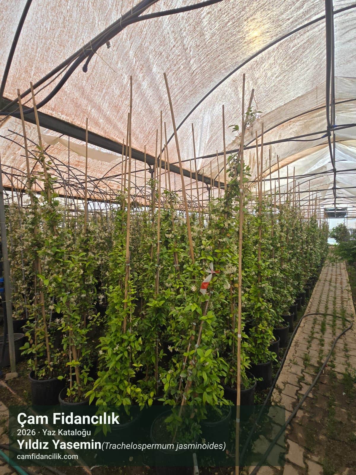 Yıldız Yasemin - Trachelospermum jasminoides Çam Fidancılık Yalova