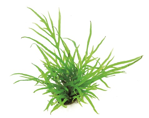 Microsorum pteropus ‘Trident’