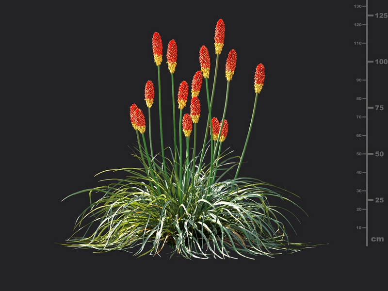 Maxtree - Plant Models Vol.115