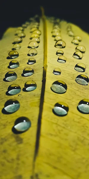 Dewdrops, Leaf, Macro, Drops, Yellow Full HD iPhone Wallpaper Background