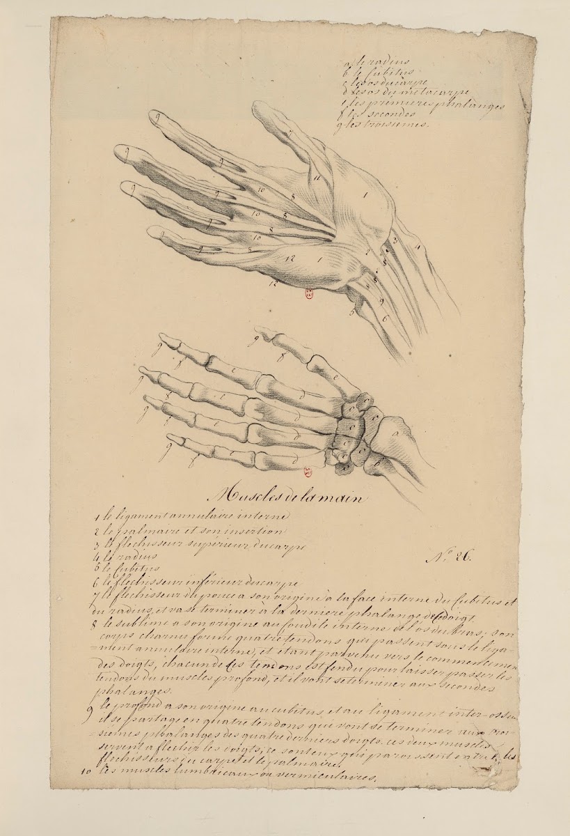 Cahiers dAnatomie Pl27 18th Century