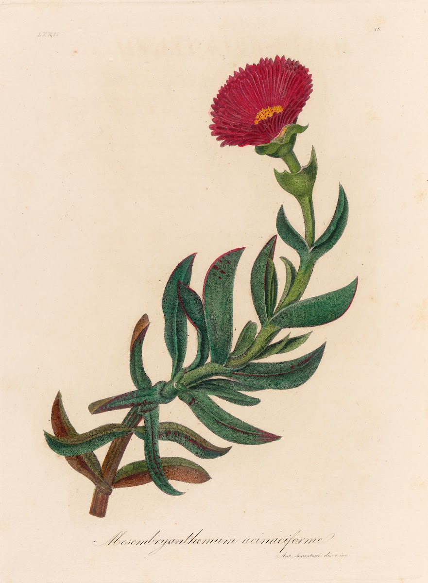 Mesembryanthemum acinaciforme 1818 1824