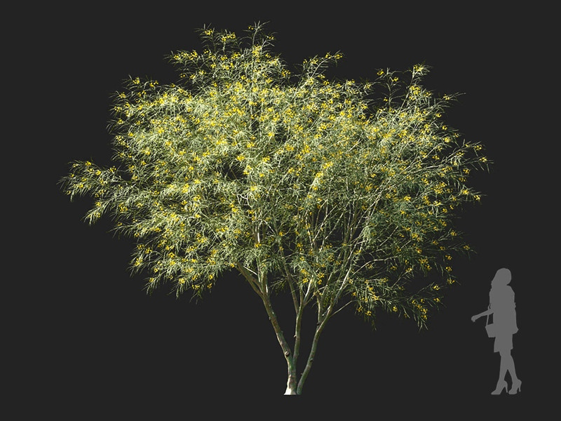 Maxtree - Plant Models Vol.122