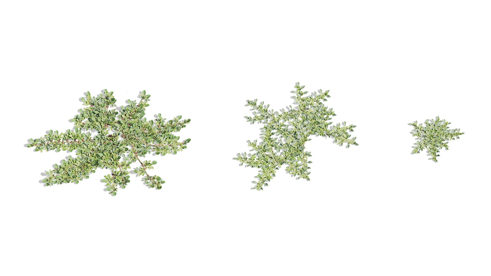 Maxtree - Plant Models Vol.73