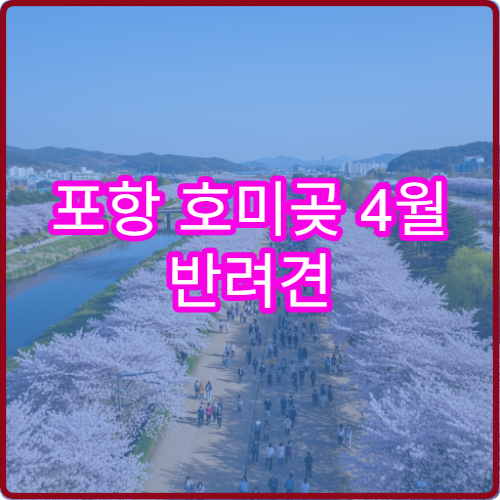 포항 호미곶 4월 반려견 동반 벚꽃길 산책 허용 구역 안전 가이드