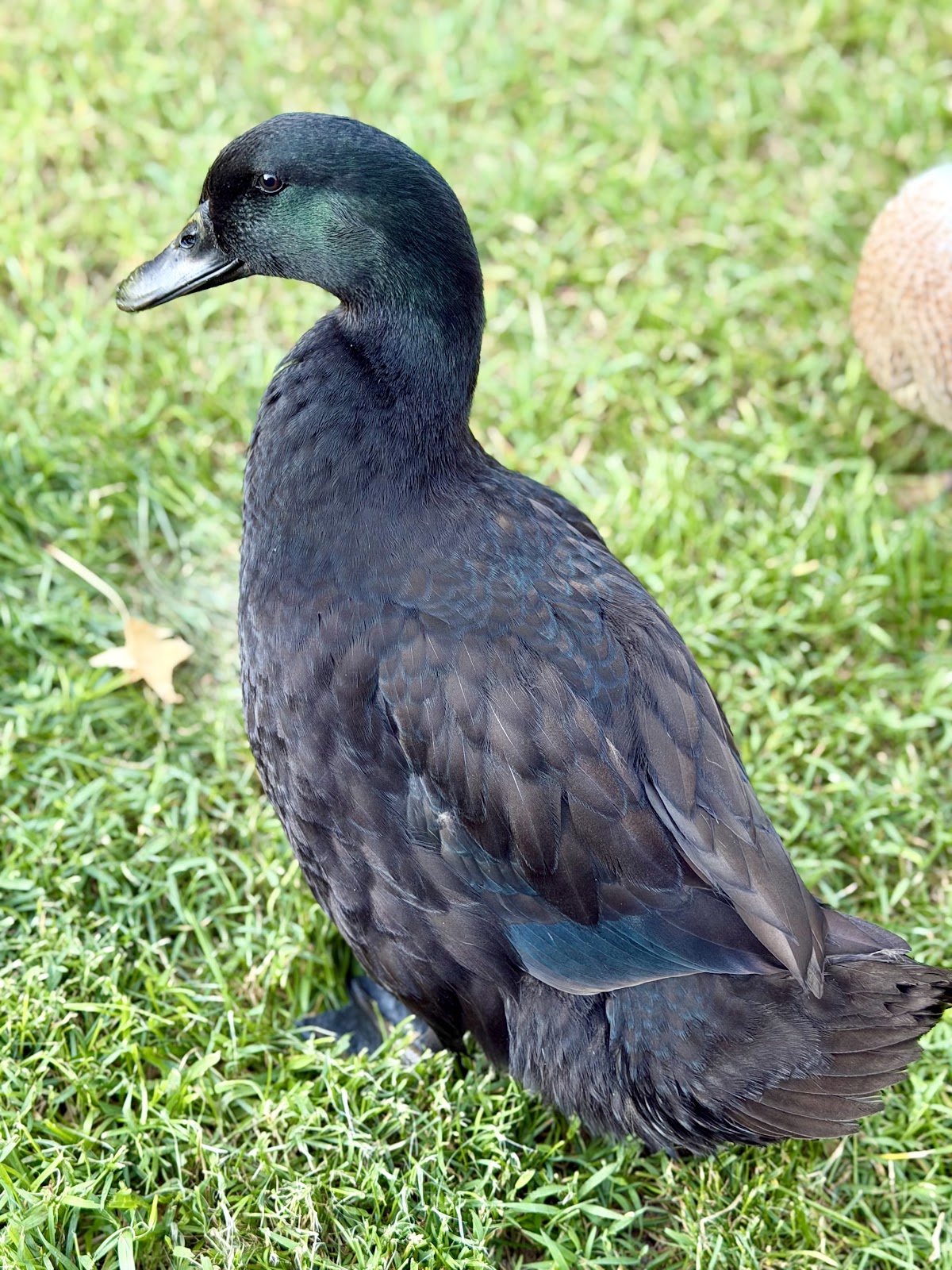 Cayuga Duckling