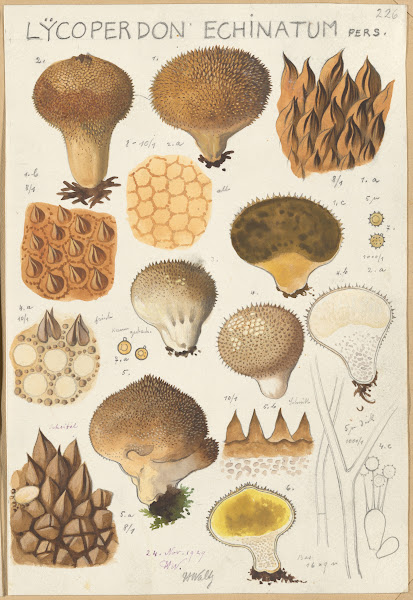 Lycoperdon enchinatum 1915 1945