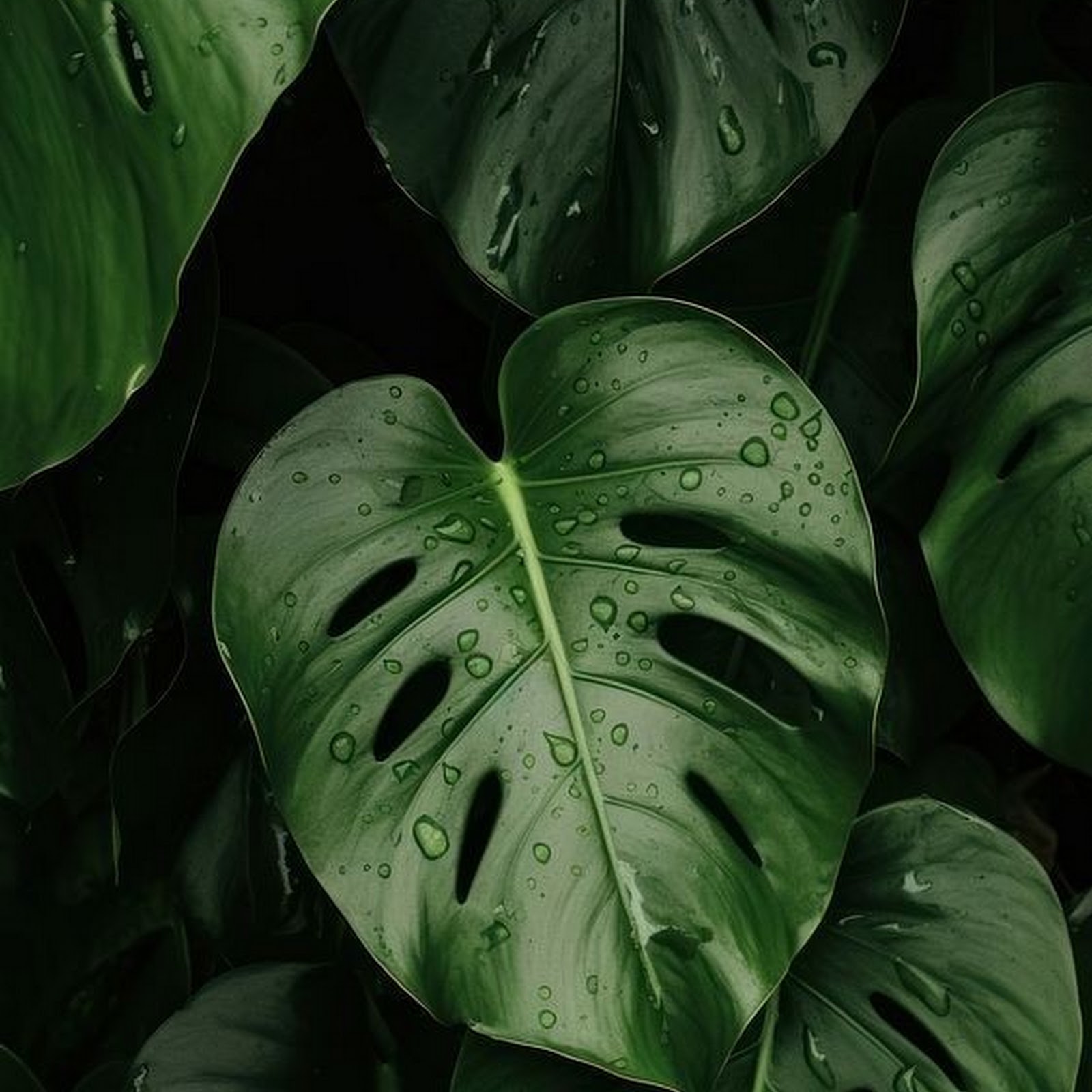 Download Monstera Leaves With Water Droplets iPhone