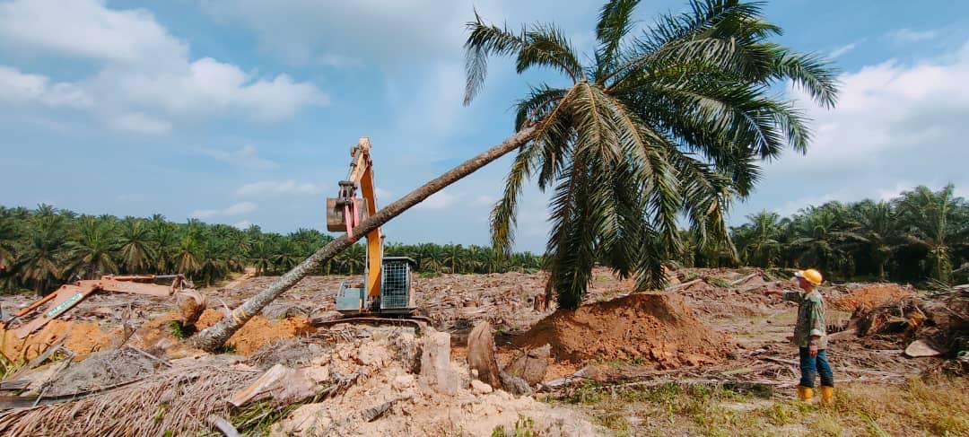 Slanting Palm MPOB Kluang