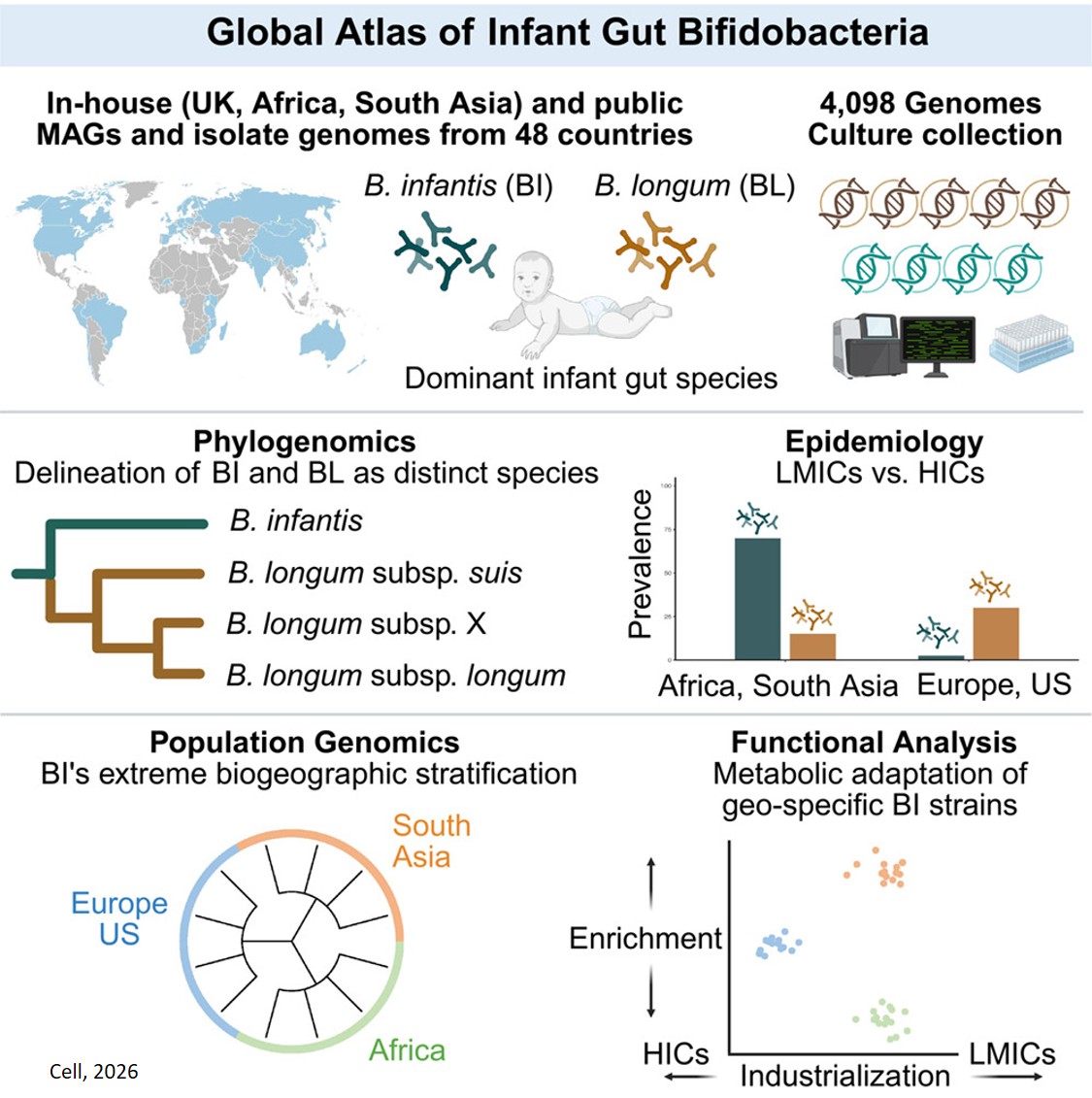 Genomic atlas of Bifidobacterium infantis and B. longum informs infant probiotic design