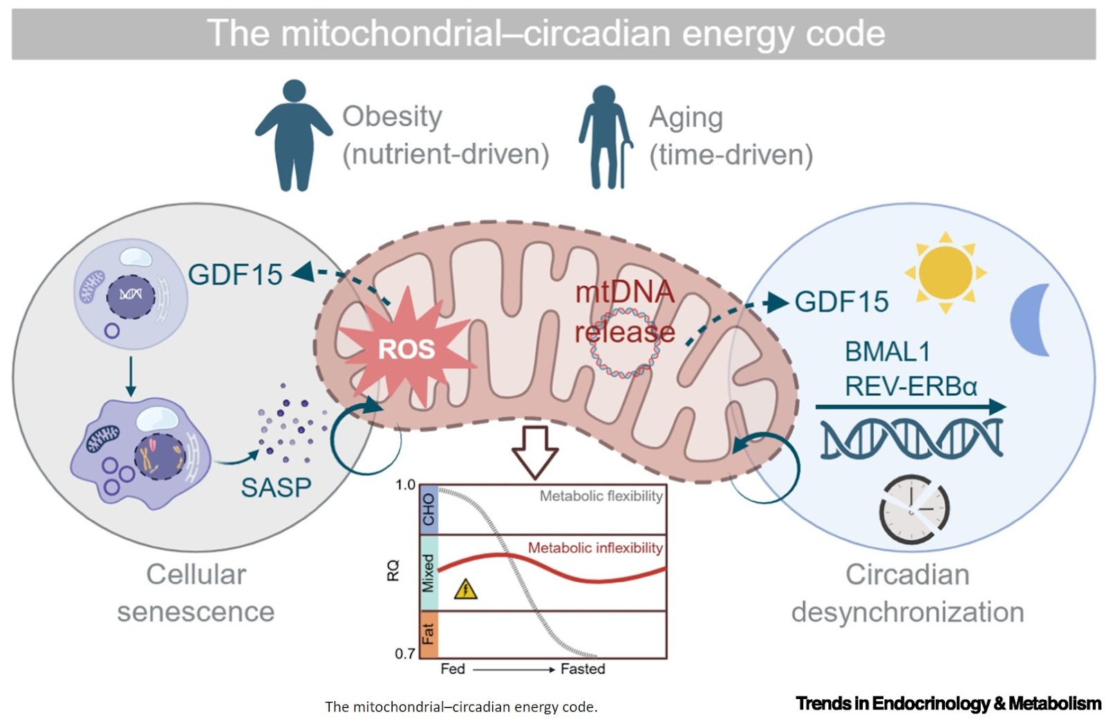 Reprogramming the mitochondrial–circadian energy code with incretins