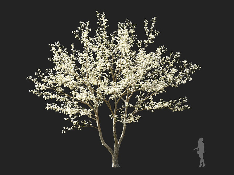 Maxtree - Plant Models Vol.122