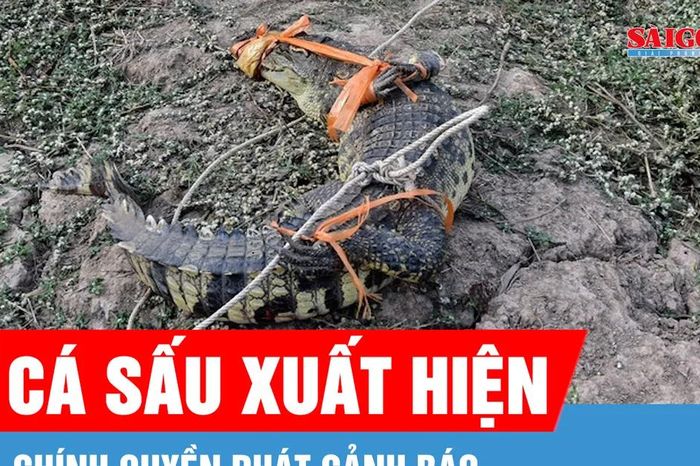 Xuất hiện cá sấu trên kênh, Tây Ninh phát cảnh báo đến người dân - Báo Sài Gòn Giải Phóng