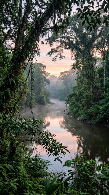 Misty Tropical Rainforest River at Dawn with Lush Canopy - Free mobile Wallpaper