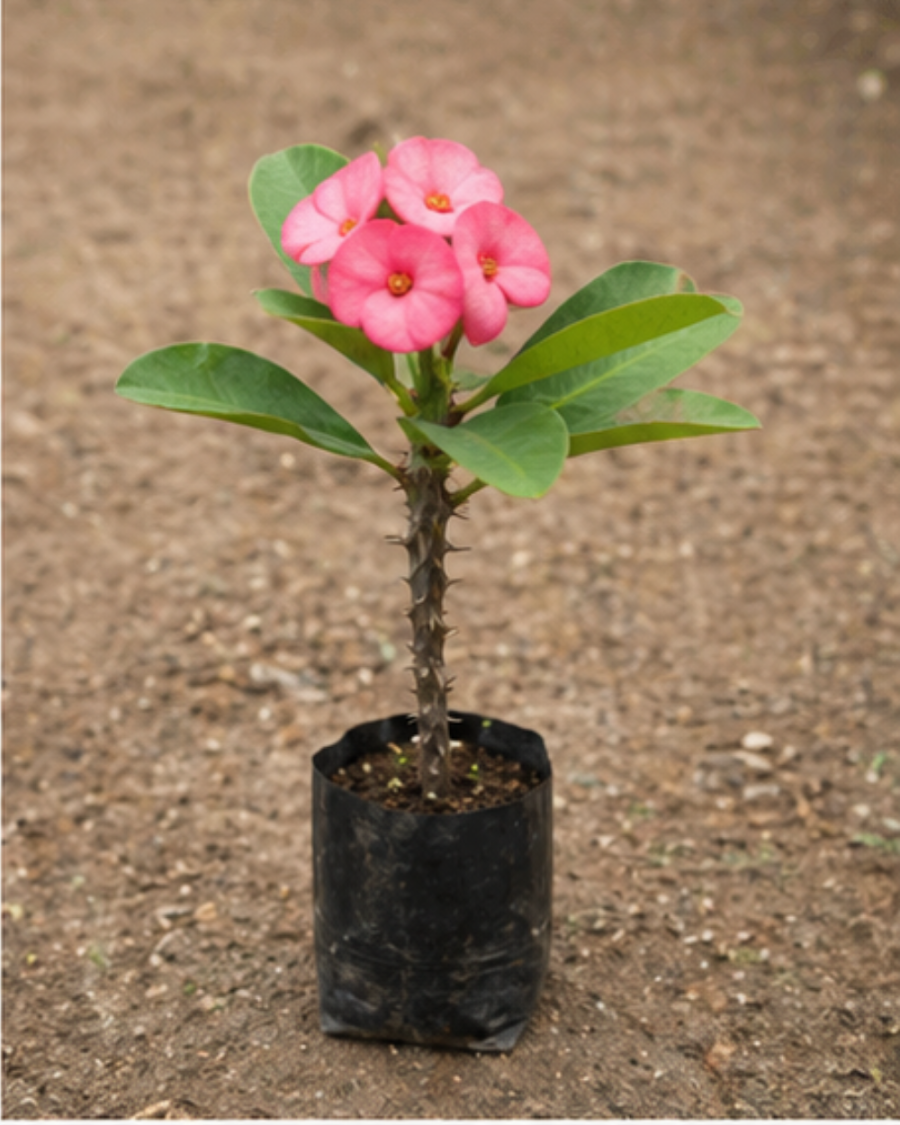 Euphorbia Milii Pink Plant — view 4