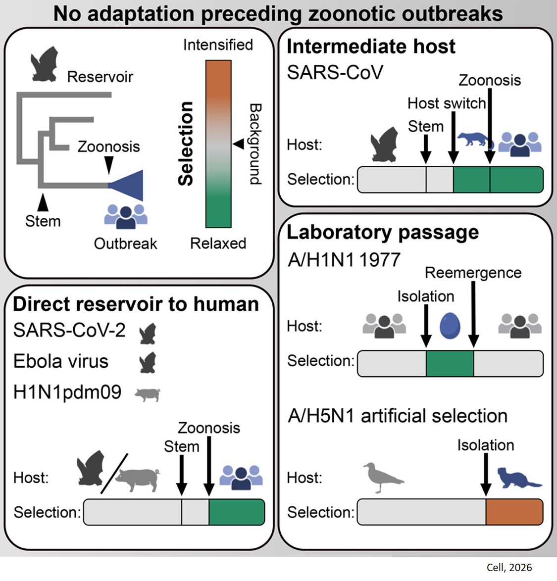 Dynamics of natural selection preceding human viral epidemics and pandemics